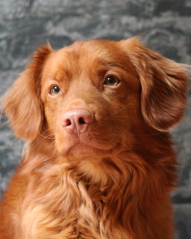 canadian toller club